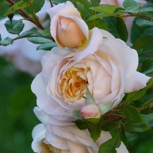 Rosa  Crocus Rose - biały  - Róże pienne - z kwiatami róży angielskiej - korona krzaczasta